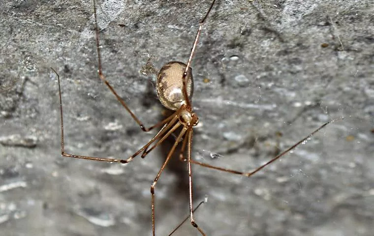 Venomous spiders in NC / SC and how to identify them