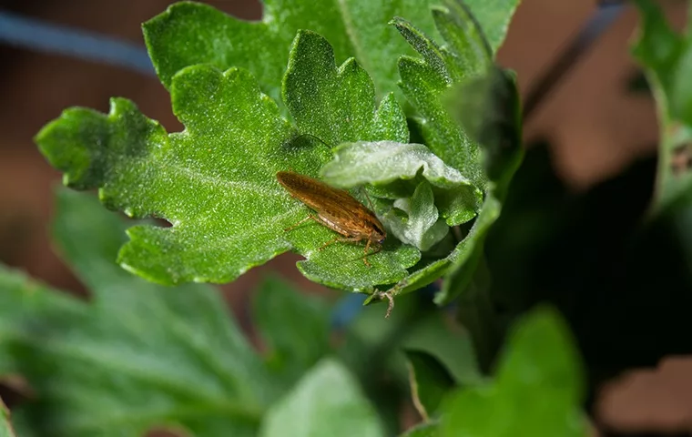 cockroach identification