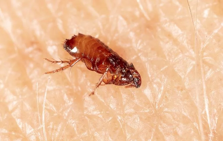 flea identification