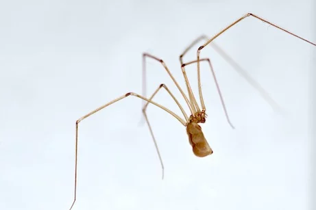 Common House Spider