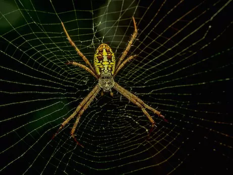 Orb Weaver Spider