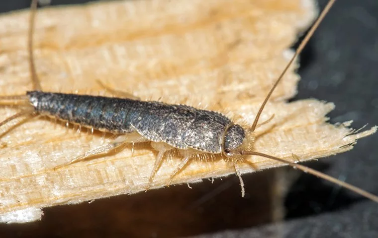 silverfish identification