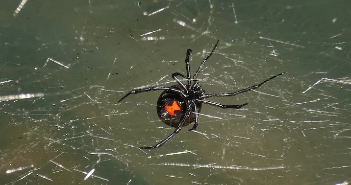 Black Widow Spider