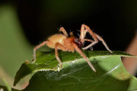 Yellow Sac Spider