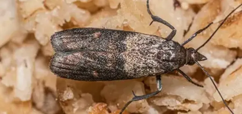 Indian Meal Moth