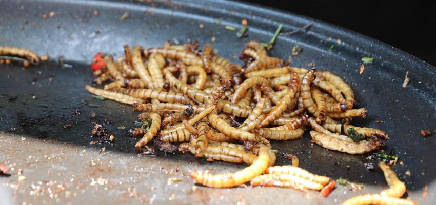 Mealworms on a Plate