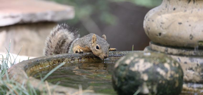 Squirrel Drinking From A Outdoor Fountain