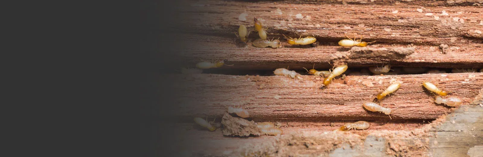 Termite treatment