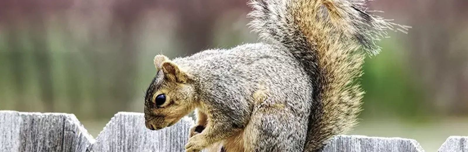 wildlife in eastern north carolina