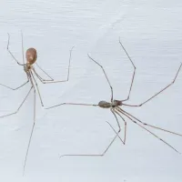 spider control in North Carolina