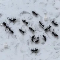 ants on counter