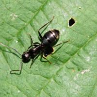 Argentine ant on a green leaf