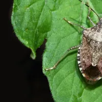 Brown Marmorated Stink Bug on a green leaf