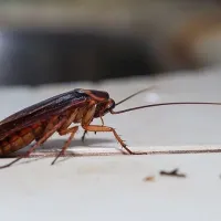 german cockroach on kitchen counter
