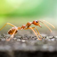 a close up of a fire ant