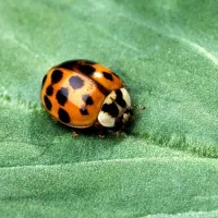 a ladybug on a leaf