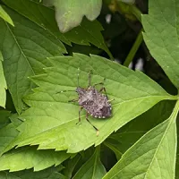 a stink bug on a leaf
