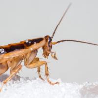 german cockroach close up