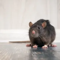 Rat sitting in the middle of kitchen floor