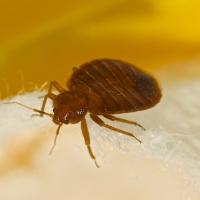 close up of a bed bug on a piece of furniture 