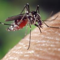 close up of a mosquito in Wilmington, NC