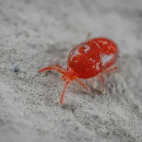 a close up of a harvest mite
