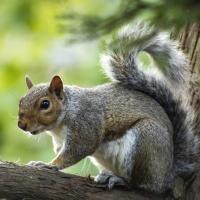 Squirrel Climbing on Branch