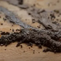 termite identification