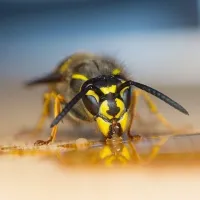 wasp crawling on wood