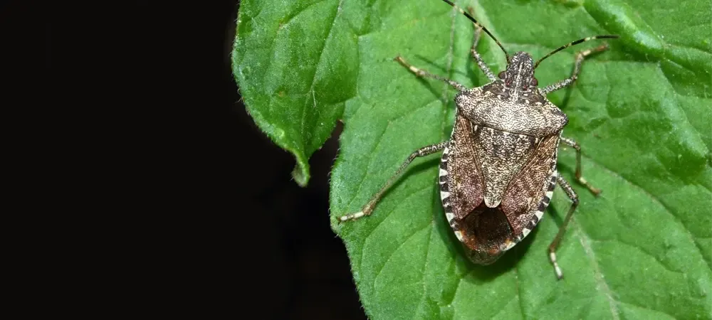 Brown Marmorated Stink Bug on a green leaf
