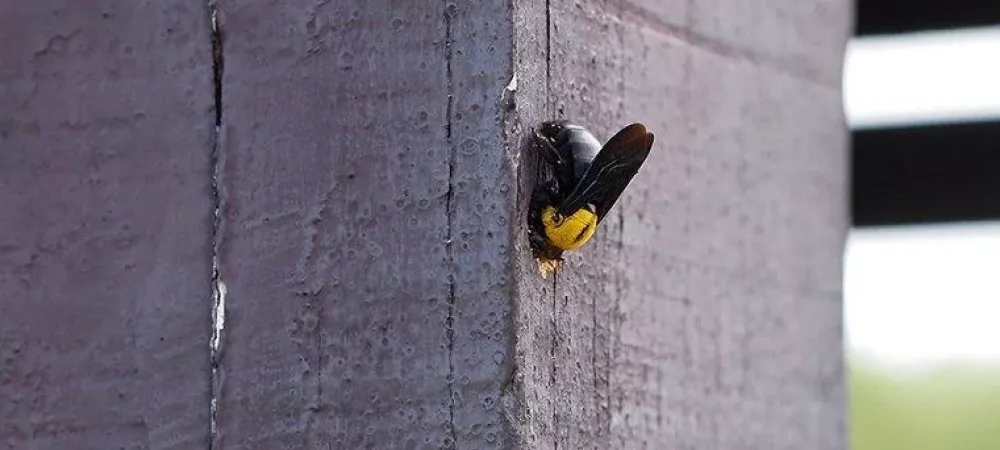 carpenter bees in Wilmington