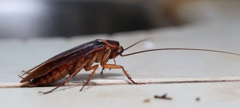 german cockroach on kitchen counter