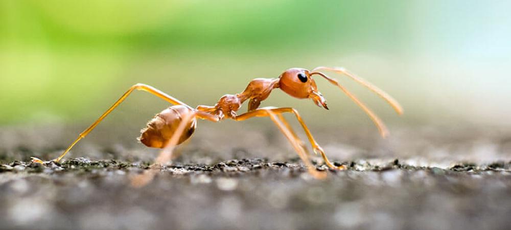 a close up of a fire ant