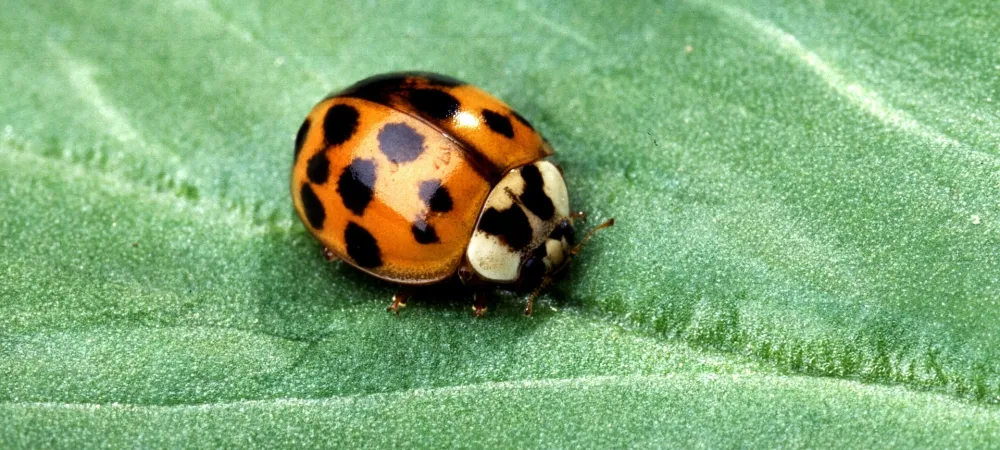 a ladybug on a leaf