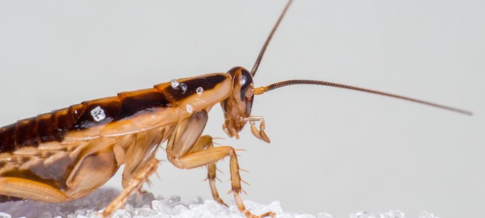 german cockroach close up