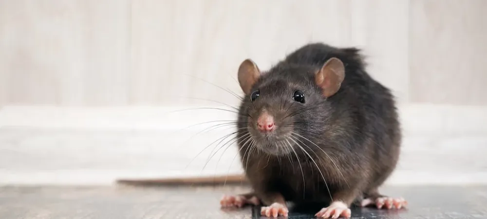 Rat sitting in the middle of kitchen floor