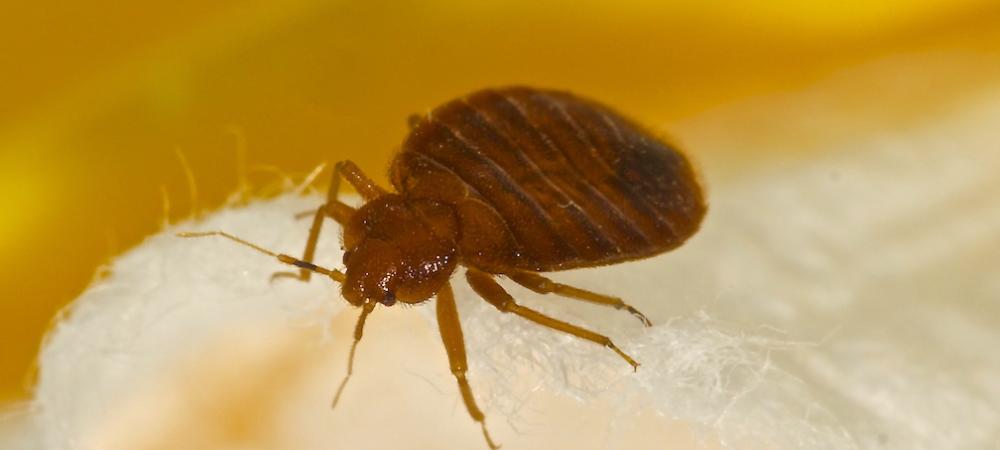 close up of a bed bug on a piece of furniture 
