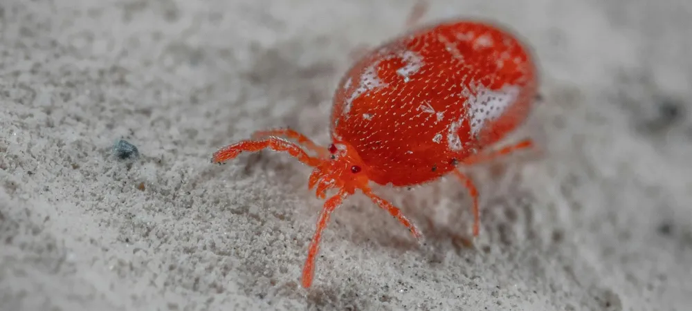 a close up of a harvest mite
