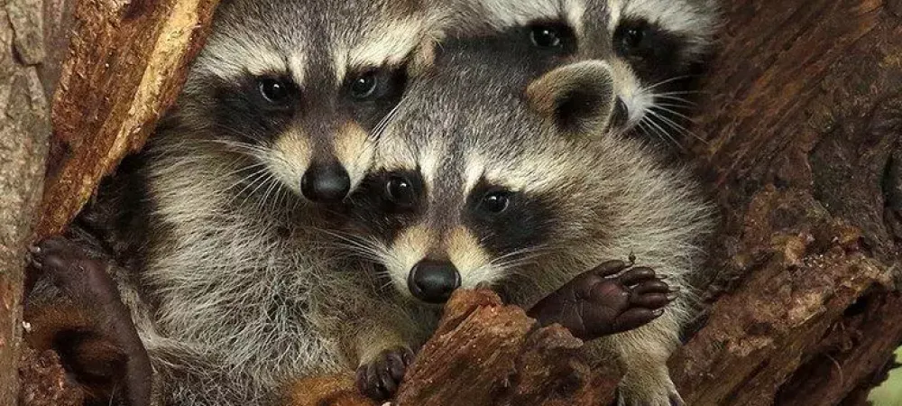 three raccoons in a tree