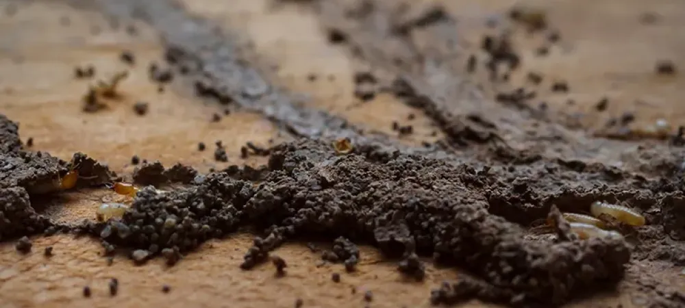 termite identification
