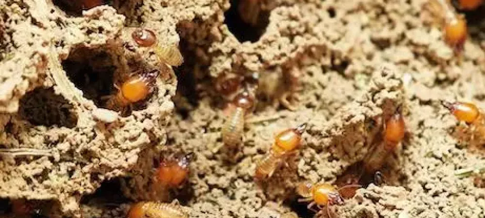 close up of termites eating through wood