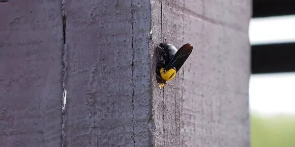 carpenter bees in Wilmington