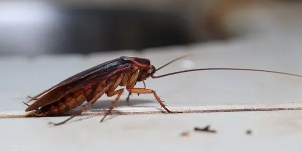 german cockroach on kitchen counter