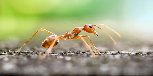 a close up of a fire ant