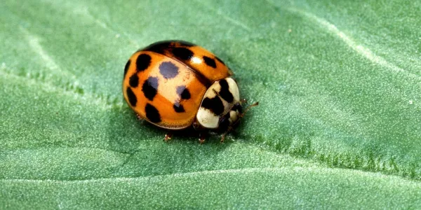 a ladybug on a leaf