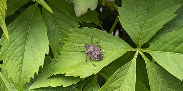 a stink bug on a leaf