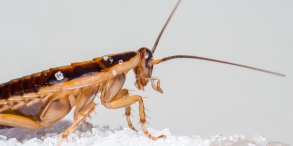 german cockroach close up
