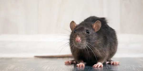 Rat sitting in the middle of kitchen floor