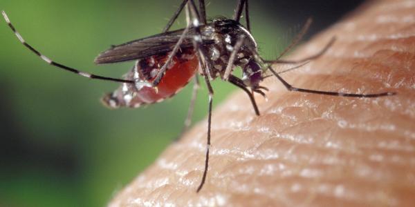 close up of a mosquito in Wilmington, NC