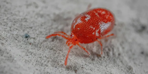 a close up of a harvest mite